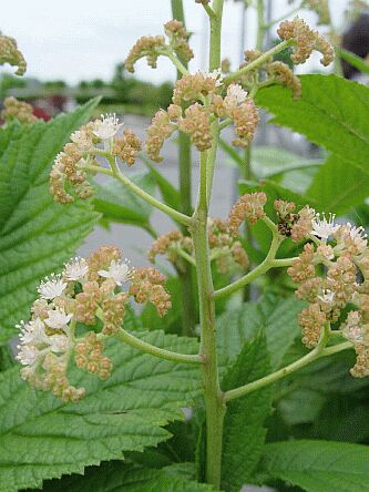 Rodgersia aesculifolia